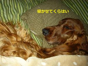 ひたすら寝る
