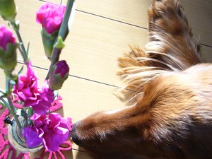 部屋に花を