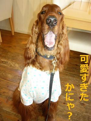 ﾊｰﾄの洋服