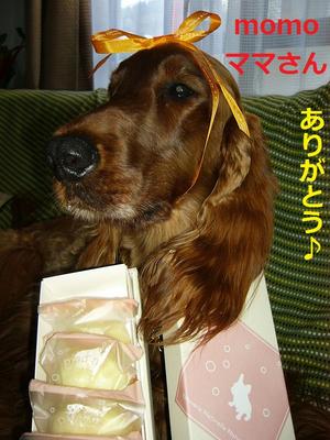 ﾌﾚﾌﾞﾙのmomoﾁｬﾝと