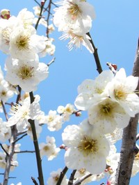 春の陽気♪ 2008/02/29 14:09:36