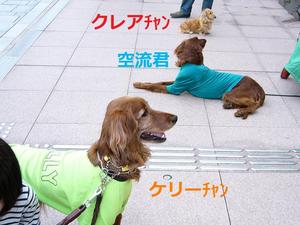 ｾﾝﾄ･ﾊﾟﾄﾘｯｸｽ･ﾃﾞｲ･ﾊﾟﾚｰﾄﾞ