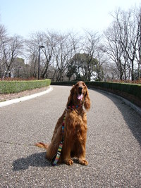 いつもの公園へ 2008/03/19 08:05:21