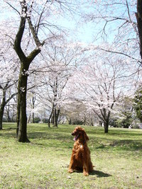 いつもの公園にも桜が！ 2008/03/29 09:20:30