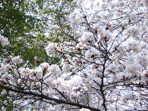 いつもの公園にも桜が！