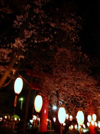 夜桜♪ 2008/03/30 09:23:35