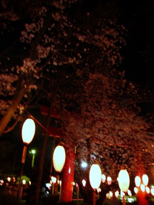 夜桜♪