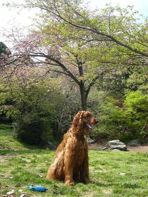 桜が散ったので