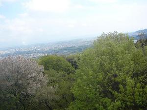 桜が散ったので