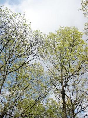 桜が散ったので