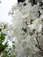 桜が散ったので
