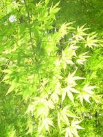 桜が散ったので