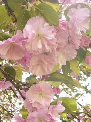 桜が散ったので