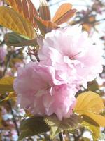 桜が散ったので