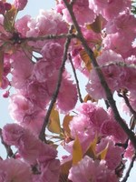 桜が散ったので