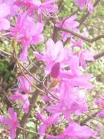 桜が散ったので