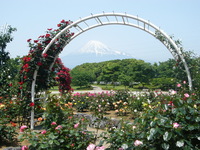 薔薇の季節