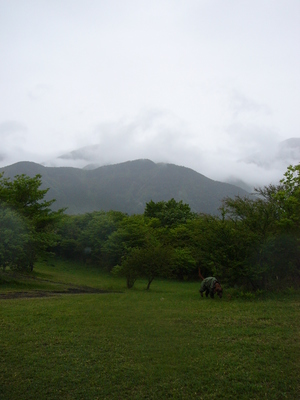 雨の朝霧