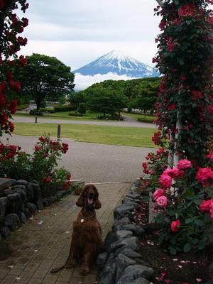 富士山がｷﾚｲ