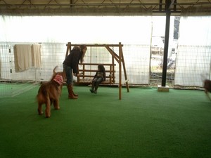 DOG HEARTｻﾝで