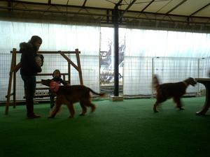 DOG HEARTｻﾝで
