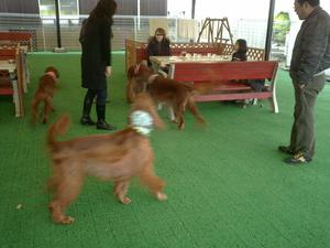 DOG HEARTｻﾝで