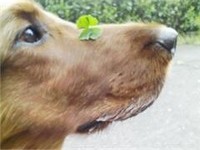 ご報告に幸福のｸﾛｰﾊﾞｰを添えて… 2008/04/18 07:36:09