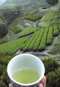 おいしい新茶できました！