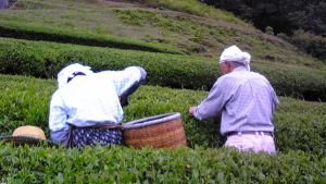 背中