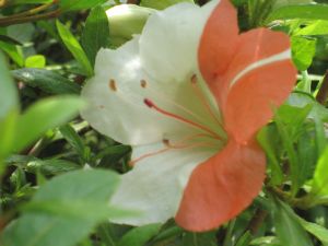 ツツジもW