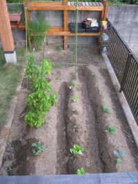 秋植え