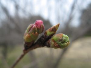 花見の偵察