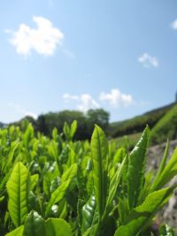 5月8日　土いじり