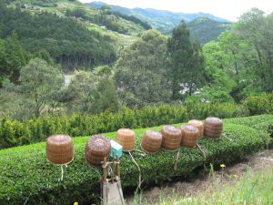 新茶の季節