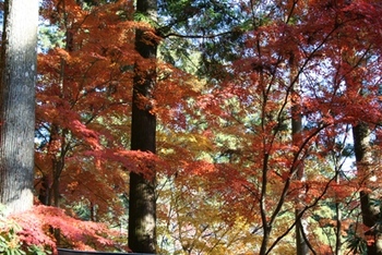 小国神社の紅葉