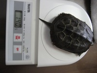 亀吉№３ 2010/08/01 20:59:56
