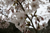 サクラ 2010/04/02 10:07:22
