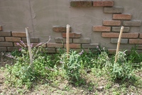 garden 2010/04/03 11:00:39