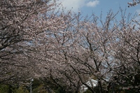 サクラ 2010/04/05 16:13:24