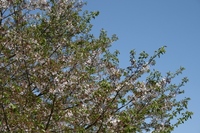 佐鳴湖のサクラ 2010/04/15 12:40:23