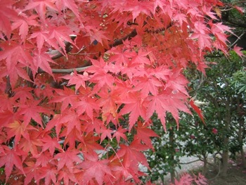 紅葉