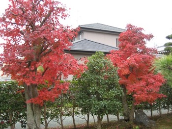 紅葉