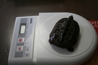 亀吉№２ 2010/05/22 14:03:32