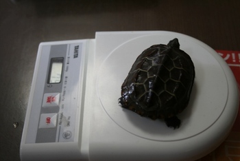 亀吉№２