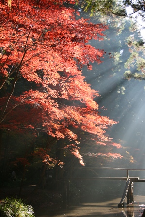 小国神社の紅葉