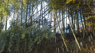竹林整備