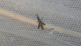 害虫、益虫。