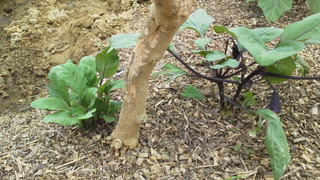 茎から根から、にょきにょき。