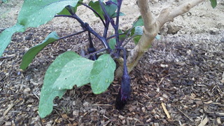 茎から根から、にょきにょき。