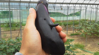 竹粉の消臭効果。